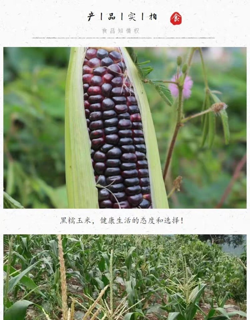 云南特产早餐黑糯玉米