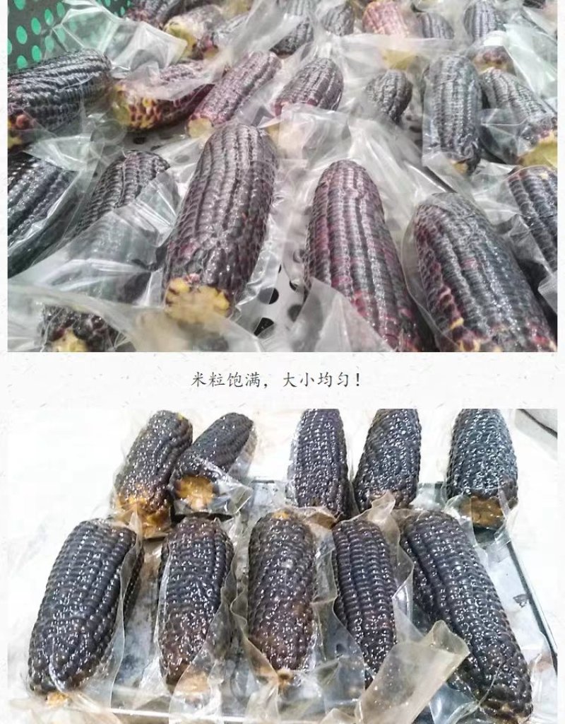 云南特产早餐黑糯玉米