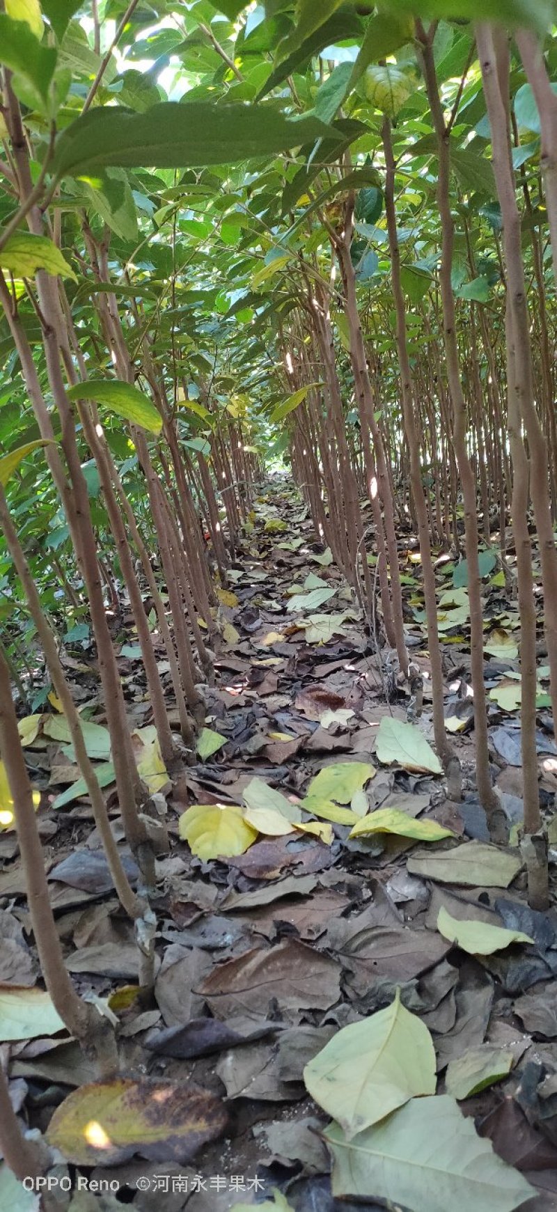 秋太狼，辉太狼甜柿苗，太秋甜柿，阳丰，丽玉柿子苗，