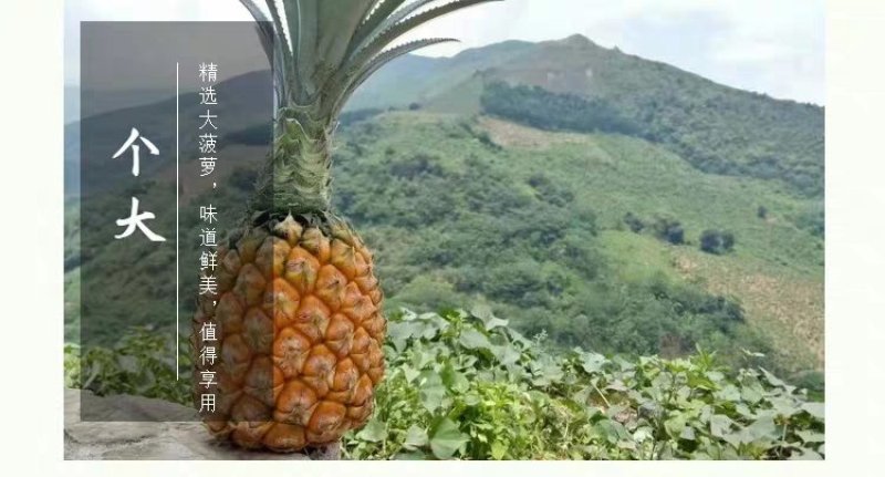 云南特产香水菠萝干