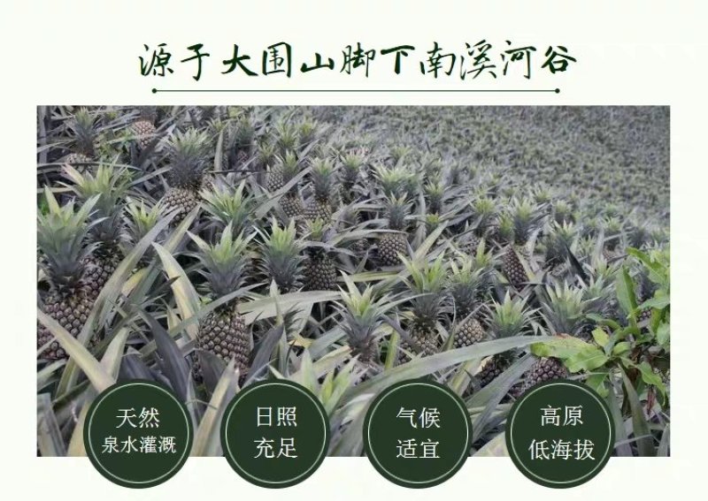 云南特产香水菠萝干
