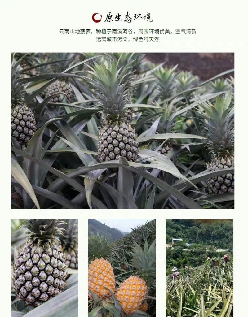 云南特产香水菠萝干