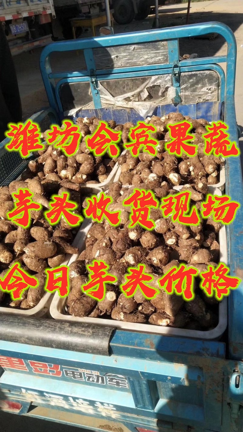 黄沙土地8520大通货毛芋头