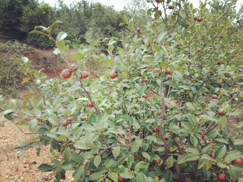 金寨县万亩油茶基地果上市了