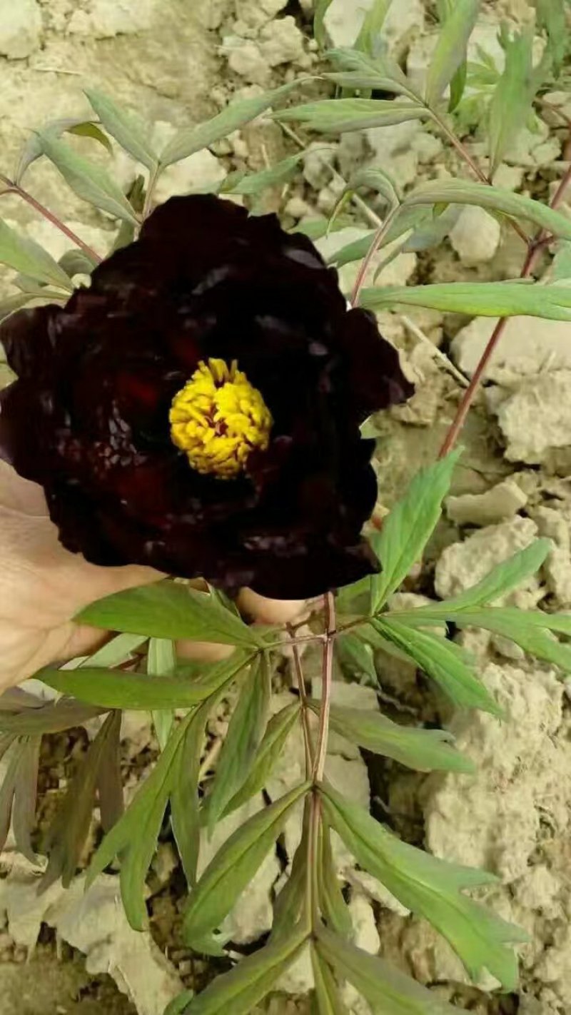 黑花魁，初乌，乌龙捧盛，黑豹，青龙卧墨池，冠世墨玉黑色系
