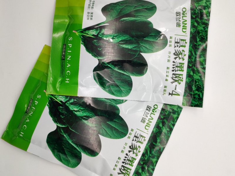 欧兰德菠菜种子黑油亮圆叶菠菜耐热春秋播菠菜种子矮脚菠菜