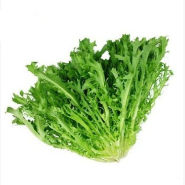 黄心苦菊