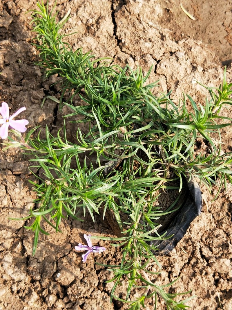 芝樱丛生福禄考产地直发欢迎实地看货