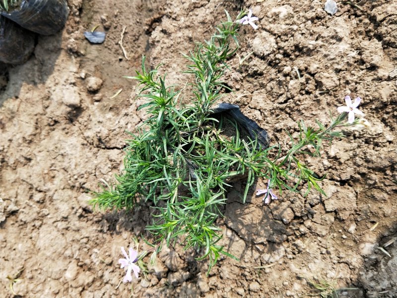 芝樱丛生福禄考产地直发欢迎实地看货