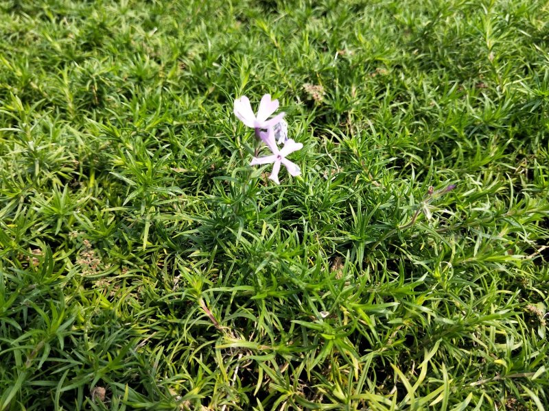 芝樱丛生福禄考产地直发欢迎实地看货