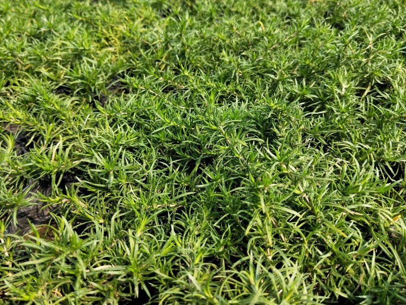 芝樱丛生福禄考产地直发欢迎实地看货