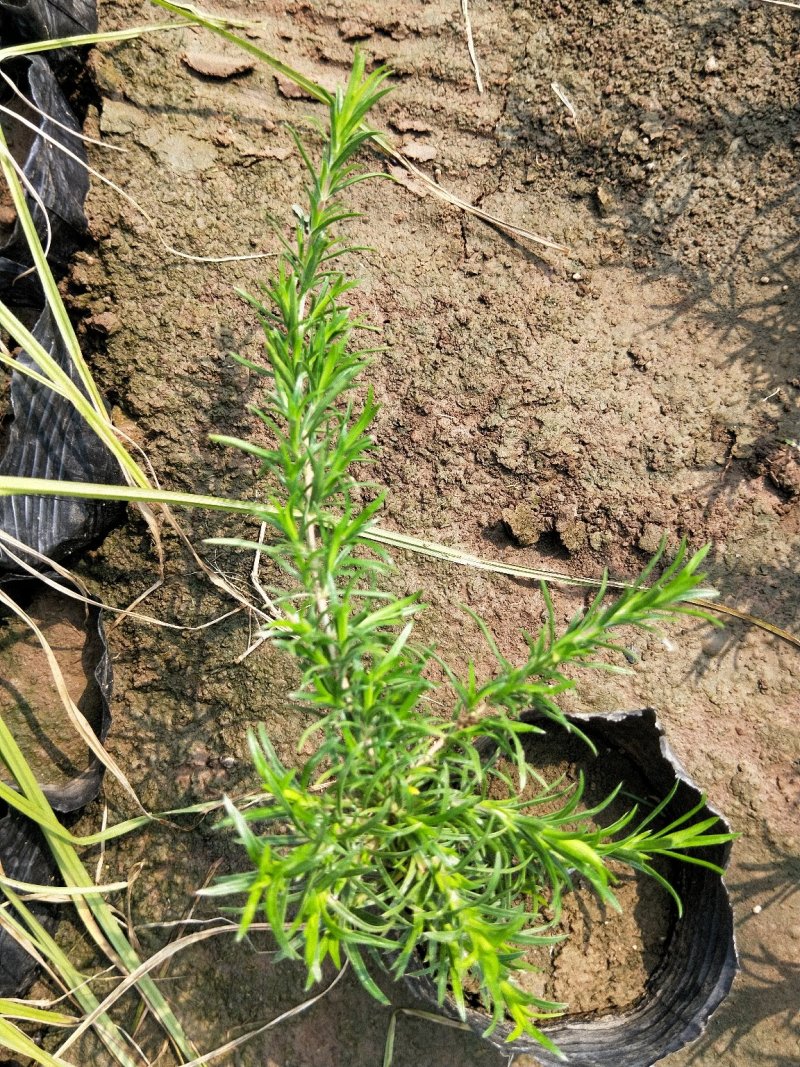 芝樱丛生福禄考产地直发欢迎实地看货