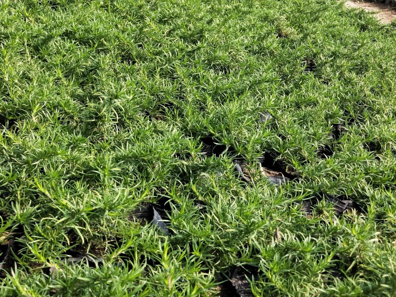 芝樱丛生福禄考产地直发欢迎实地看货