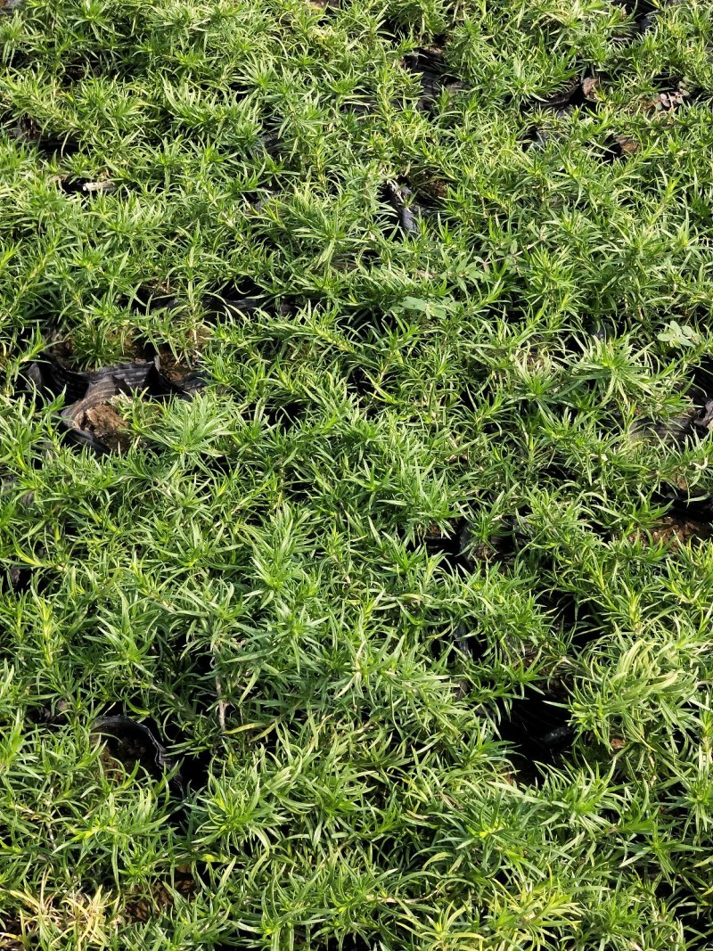 芝樱丛生福禄考产地直发欢迎实地看货