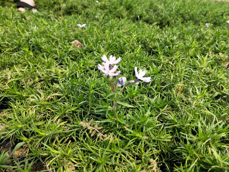 芝樱丛生福禄考产地直发欢迎实地看货