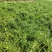 芝樱丛生福禄考产地直发欢迎实地看货