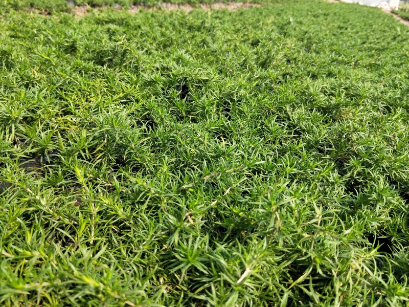 芝樱丛生福禄考产地直发欢迎实地看货