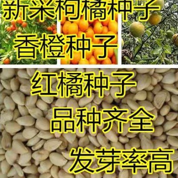 新采红橘种子红桔新种子嫁接钻木专用种子发芽率高