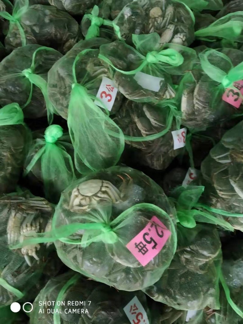 大闸蟹湖北清水闸蟹母蟹河蟹，欢迎来电洽谈，优惠多多！