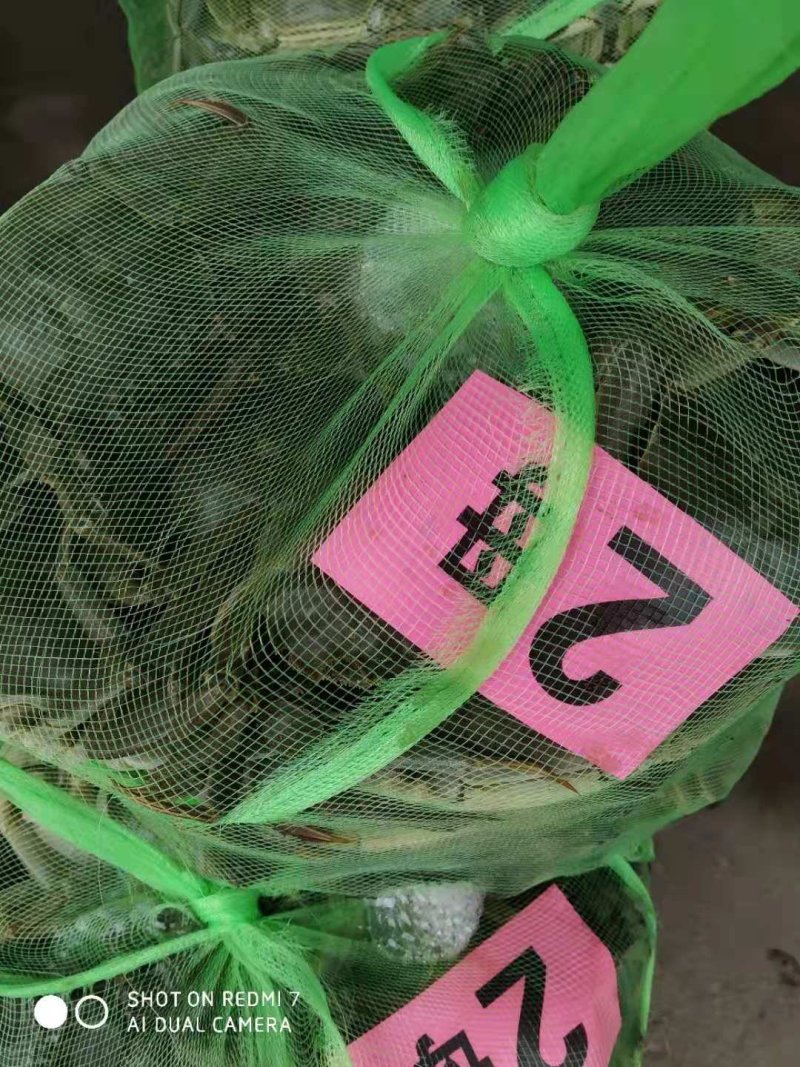 大闸蟹湖北清水闸蟹母蟹河蟹，欢迎来电洽谈，优惠多多！