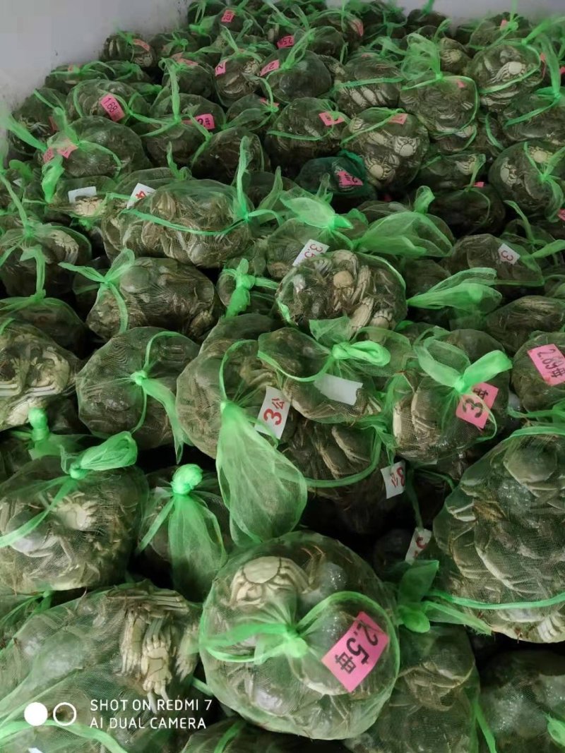 河蟹湖北清水大闸蟹，河蟹，精品礼盒装，一盒可多种！