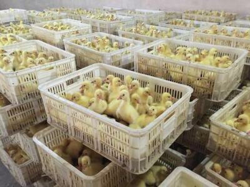 灰鹅苗活苗灰鹅鹅苗幼苗广西灰鹅苗出售大品种灰鹅受精蛋