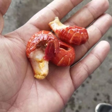 特级龙虾尾