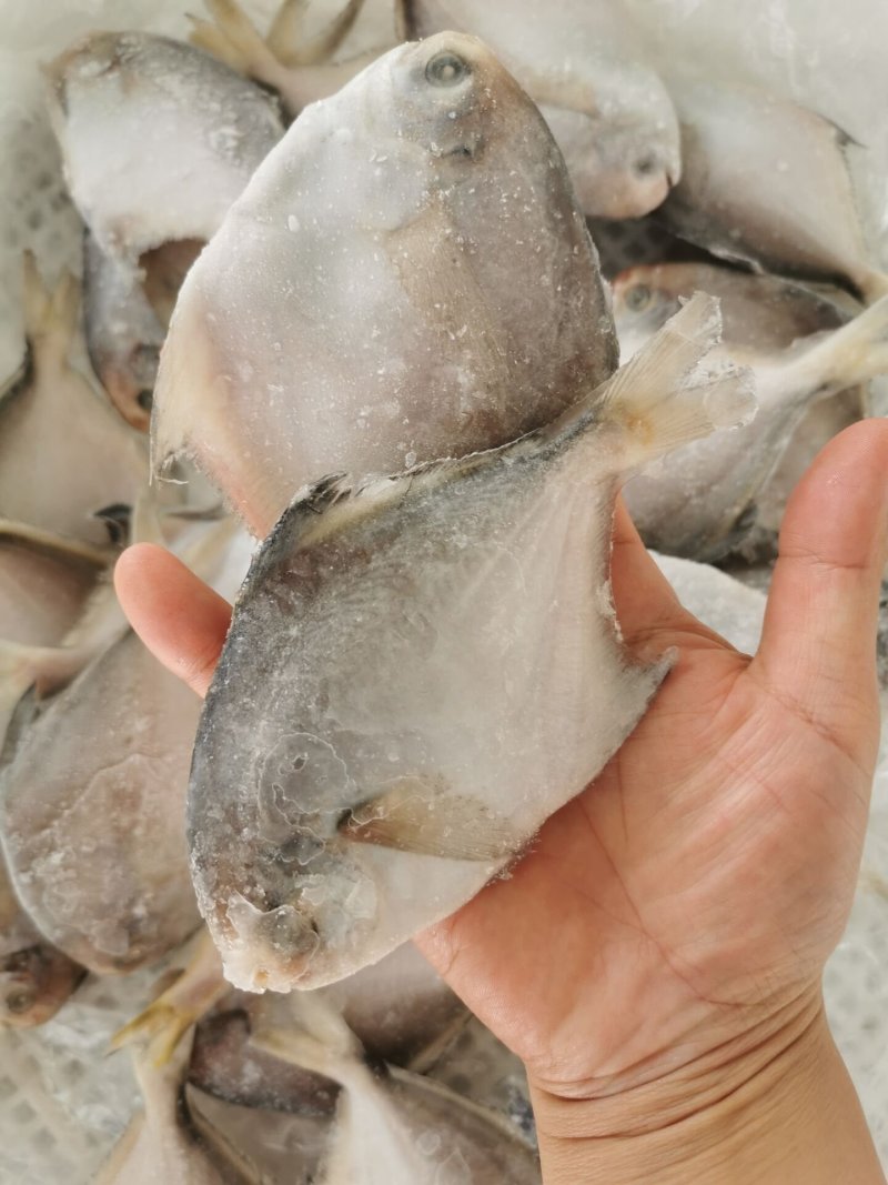 新鲜冷冻白鲳鱼
