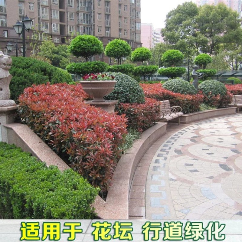 红叶石楠球红叶石楠苗成活率高量大优惠