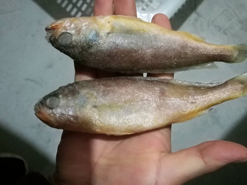 单冻小黄鱼