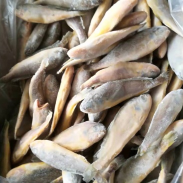 单冻小黄鱼