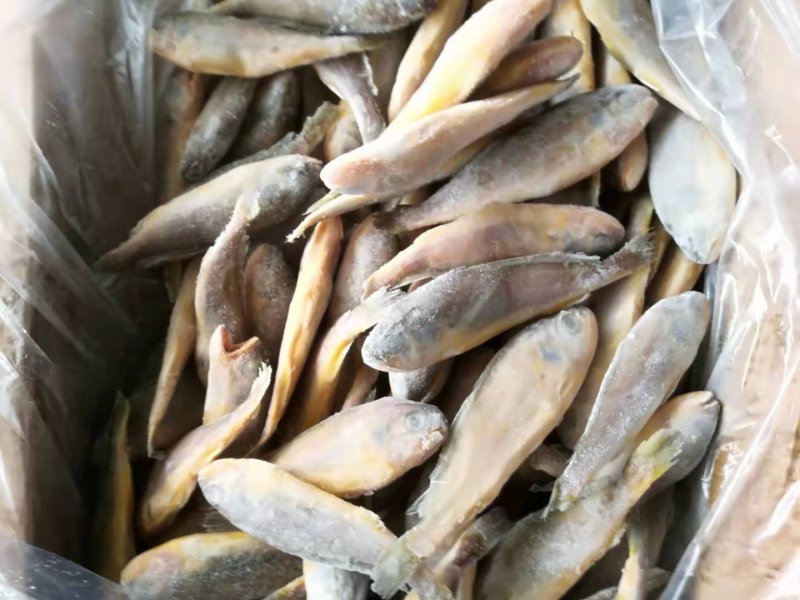 单冻小黄鱼