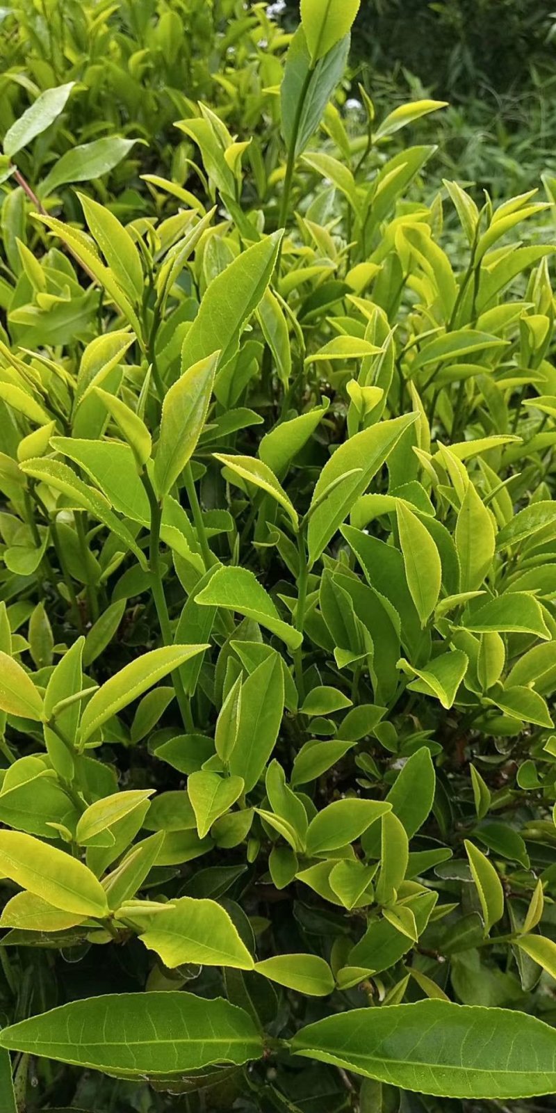 高山绿茶