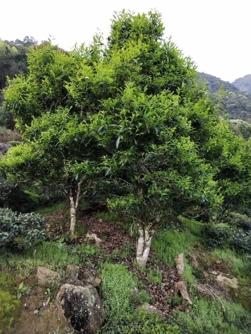高山绿茶