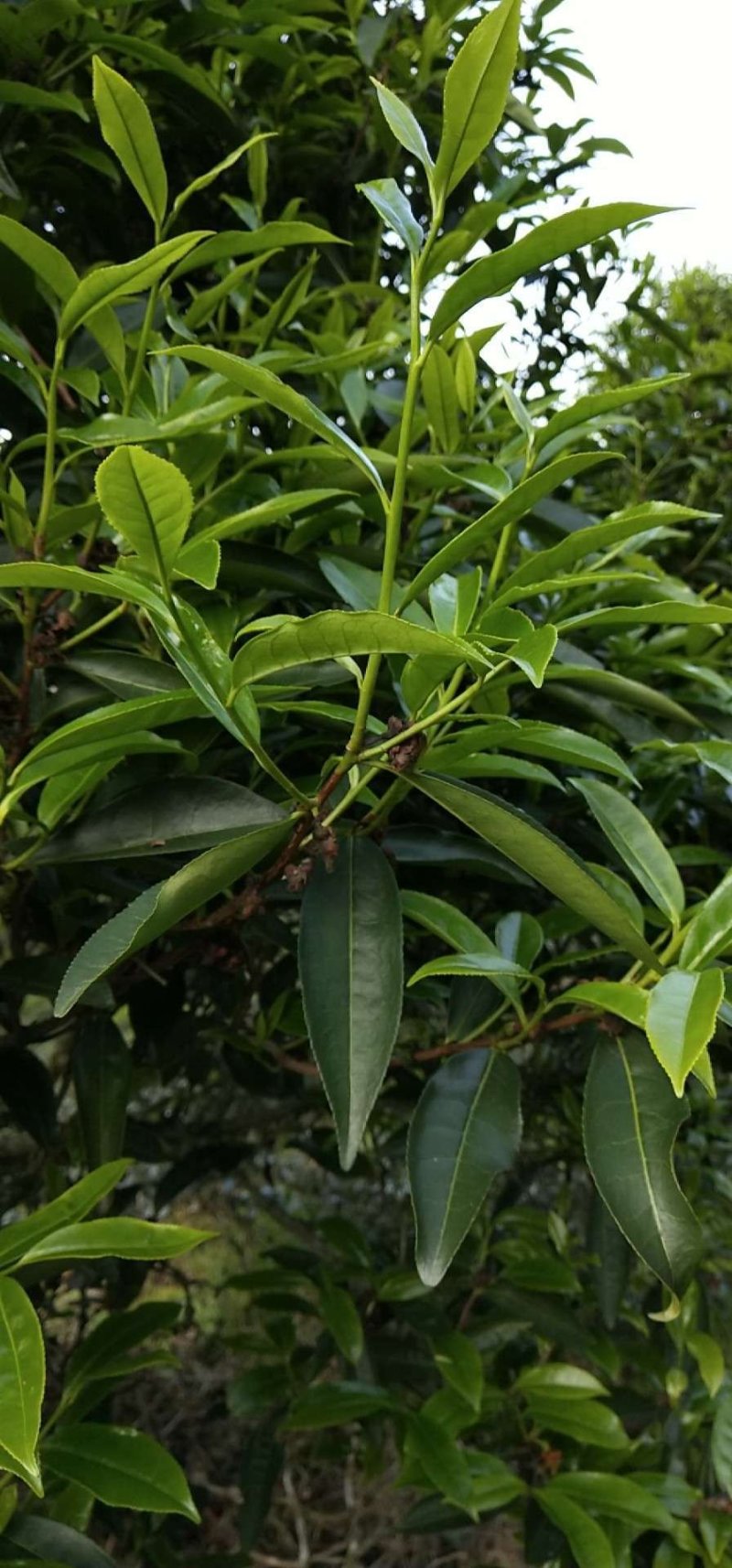 高山绿茶