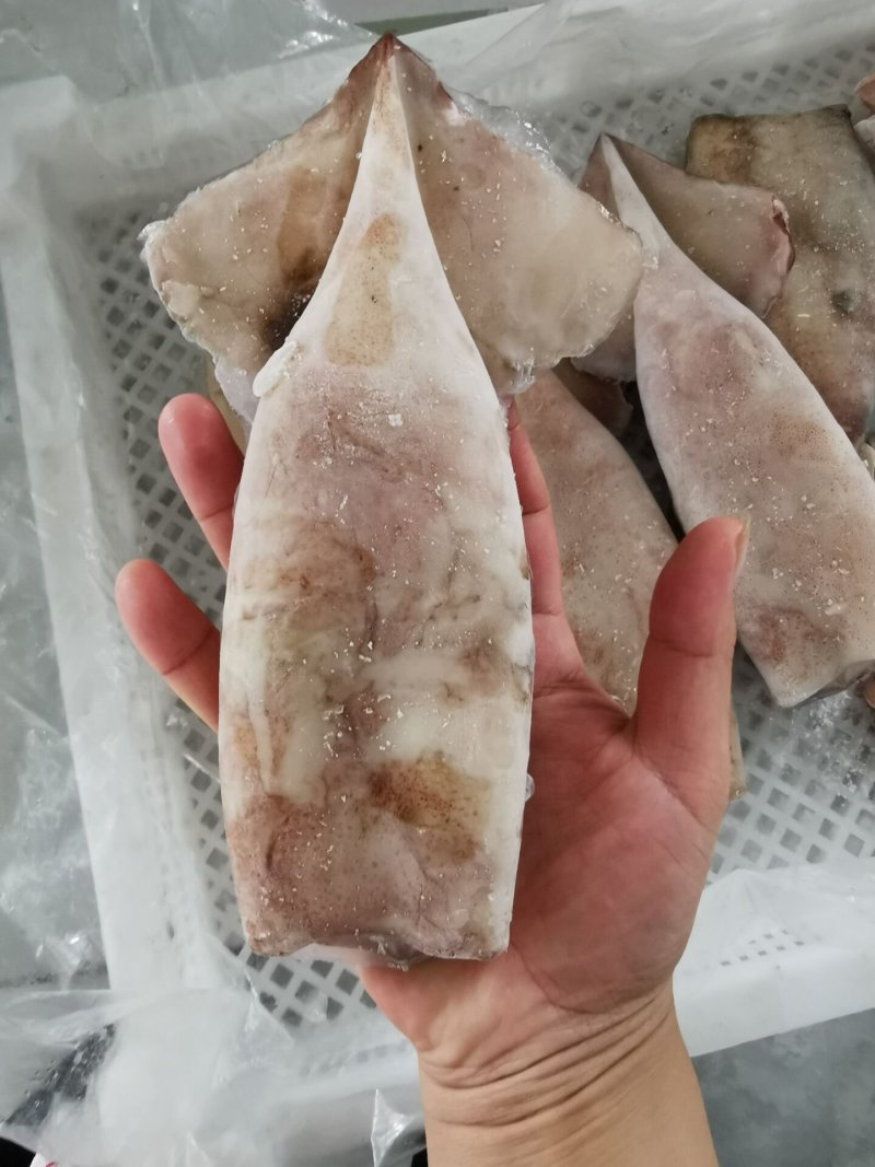 单冻鱿鱼筒