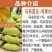 菠萝蜜苗马来西亚一号黄肉菠萝蜜苗木菠萝蜜苗