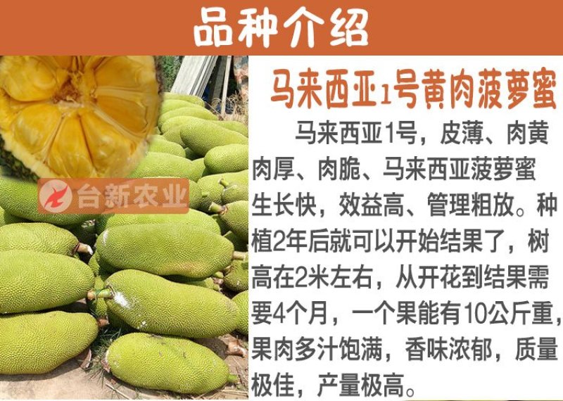 菠萝蜜苗马来西亚一号黄肉菠萝蜜苗木菠萝蜜苗
