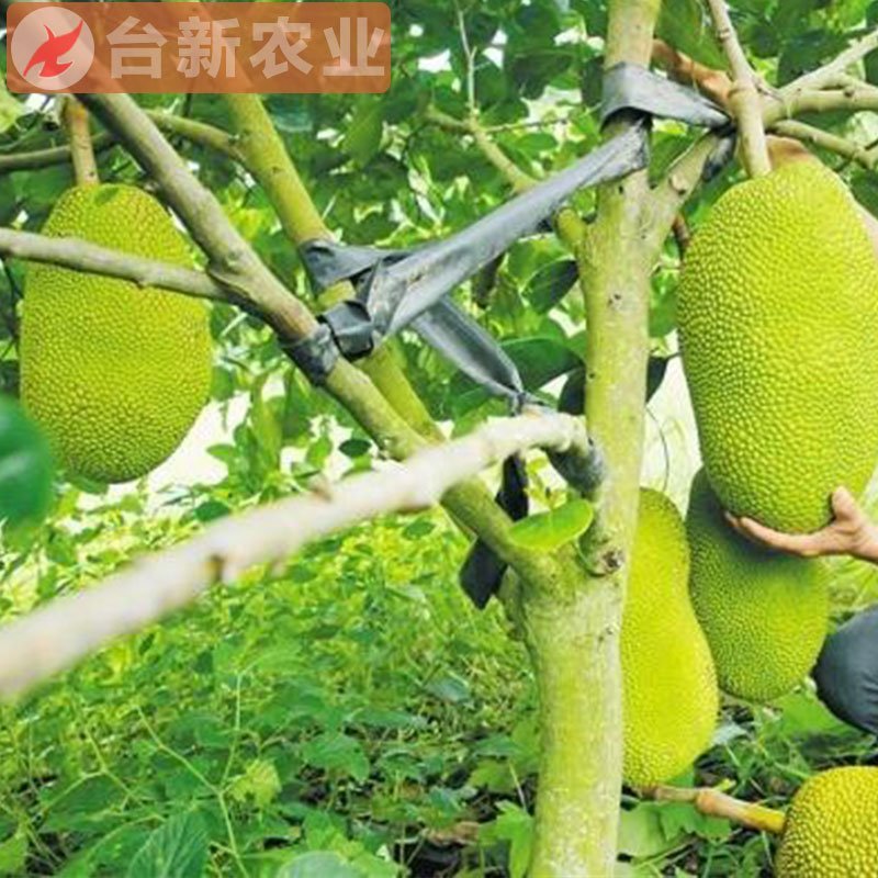 菠萝蜜苗马来西亚一号黄肉菠萝蜜苗木菠萝蜜苗
