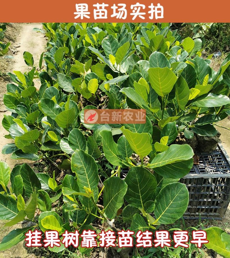 菠萝蜜苗马来西亚一号黄肉菠萝蜜苗木菠萝蜜苗