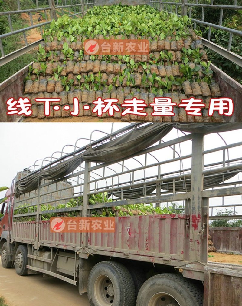菠萝蜜苗马来西亚一号黄肉菠萝蜜苗木菠萝蜜苗