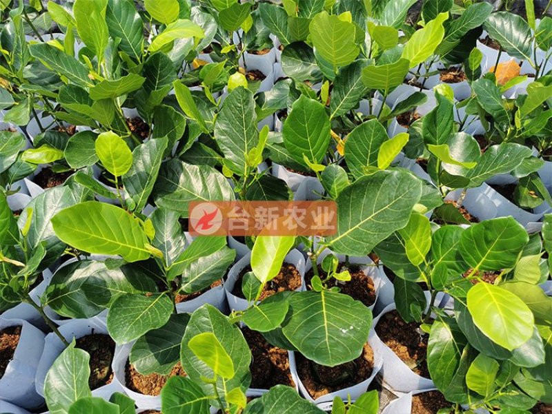 菠萝蜜苗马来西亚一号黄肉菠萝蜜苗木菠萝蜜苗