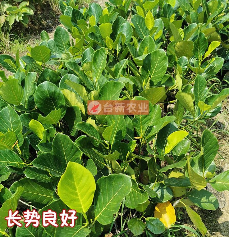 菠萝蜜苗马来西亚一号黄肉菠萝蜜苗木菠萝蜜苗