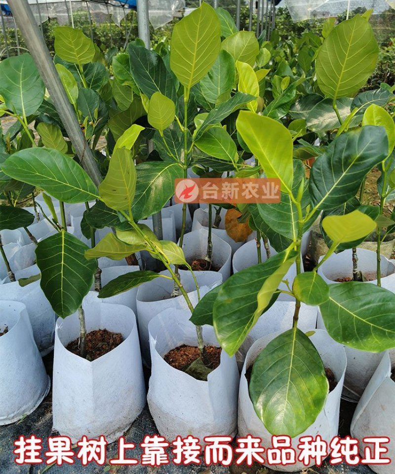 菠萝蜜苗马来西亚一号黄肉菠萝蜜苗木菠萝蜜苗