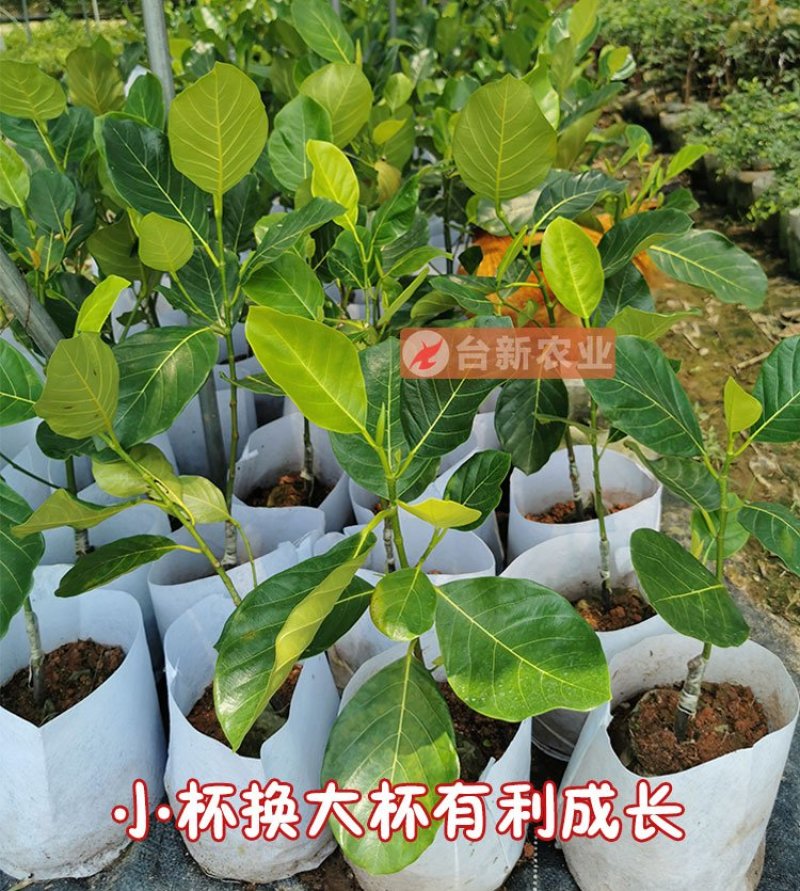 菠萝蜜苗马来西亚一号黄肉菠萝蜜苗木菠萝蜜苗