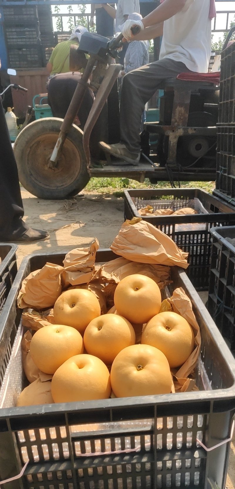 金磊果品站大量供应秋月梨纸袋300~450g梨小二