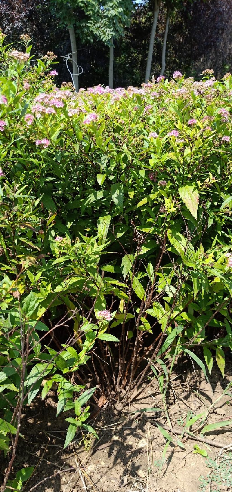 绣线菊