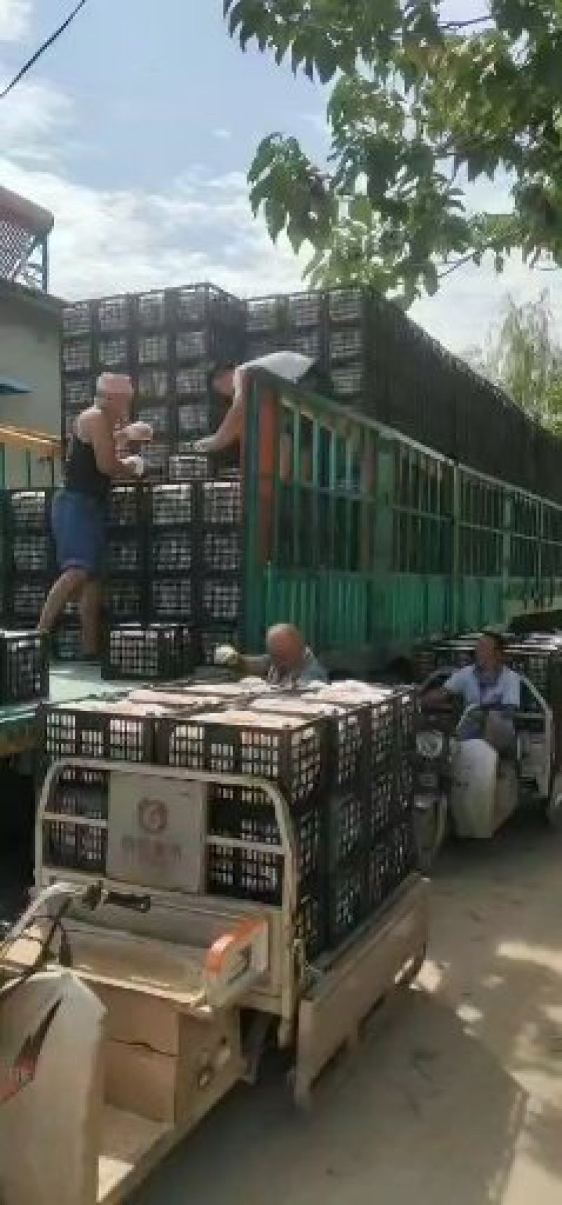 馆陶县金磊果品站大量供应各种规格晚秋黄梨.