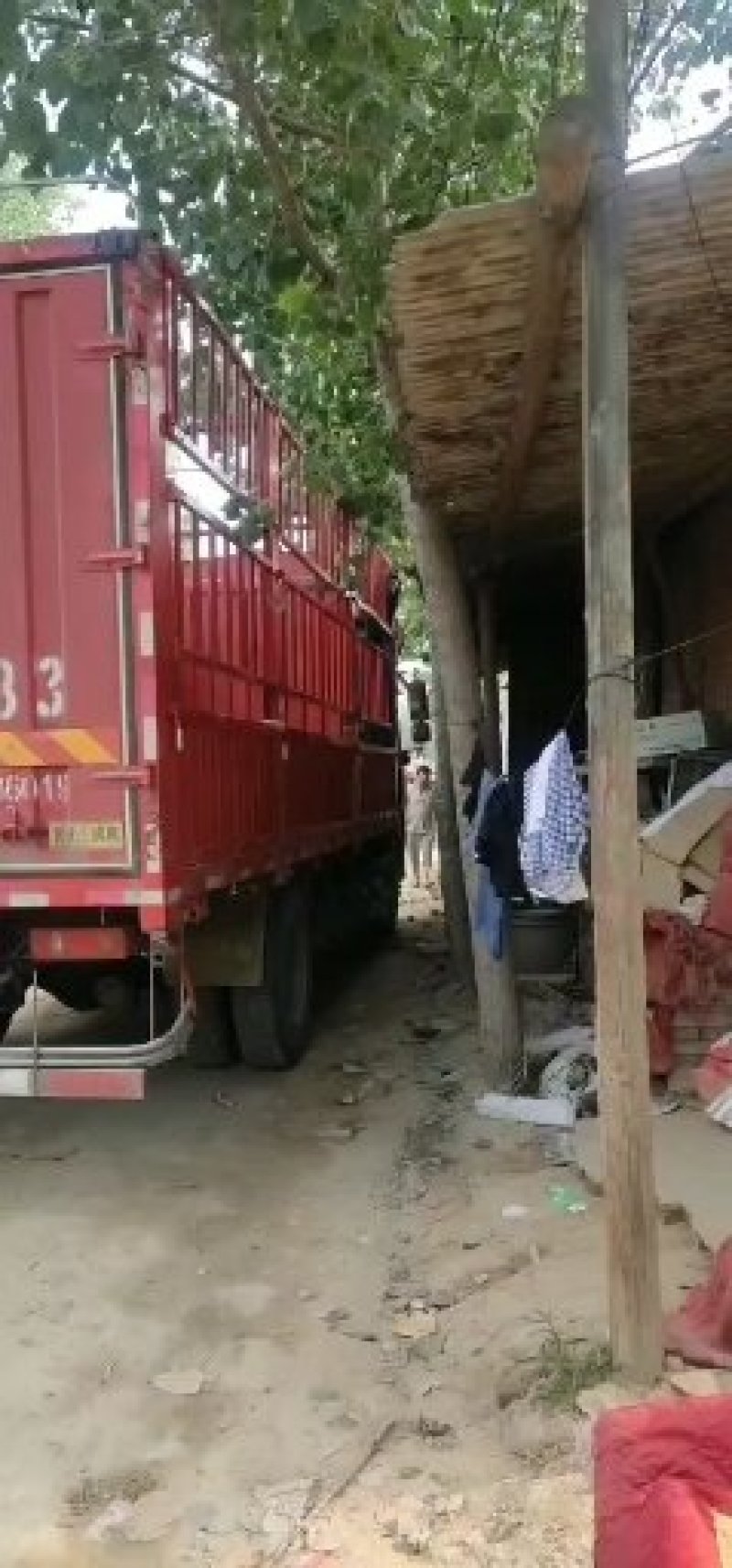 馆陶县金磊果品站大量供应各种规格晚秋黄梨.