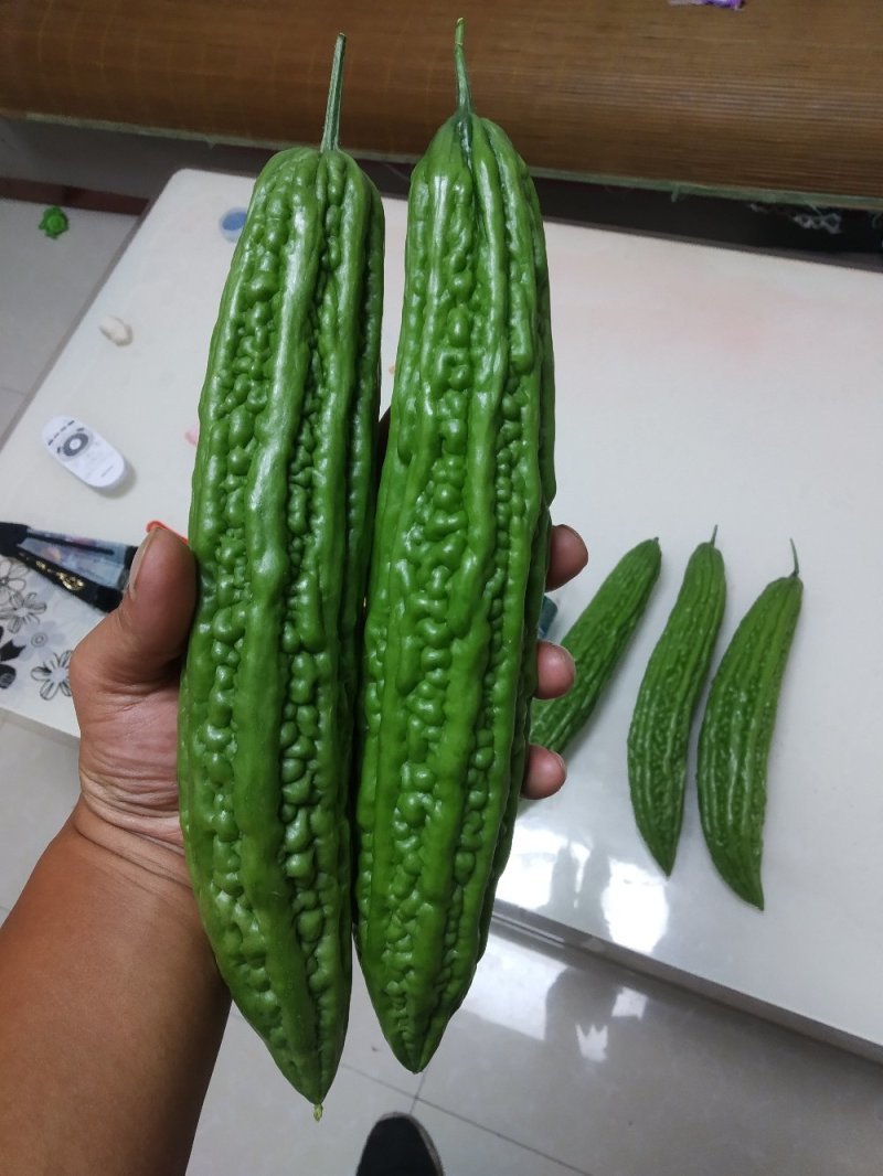 高档绿色苦瓜苗，颜色绿，瓜条直，瓜型好，优质进口种子。